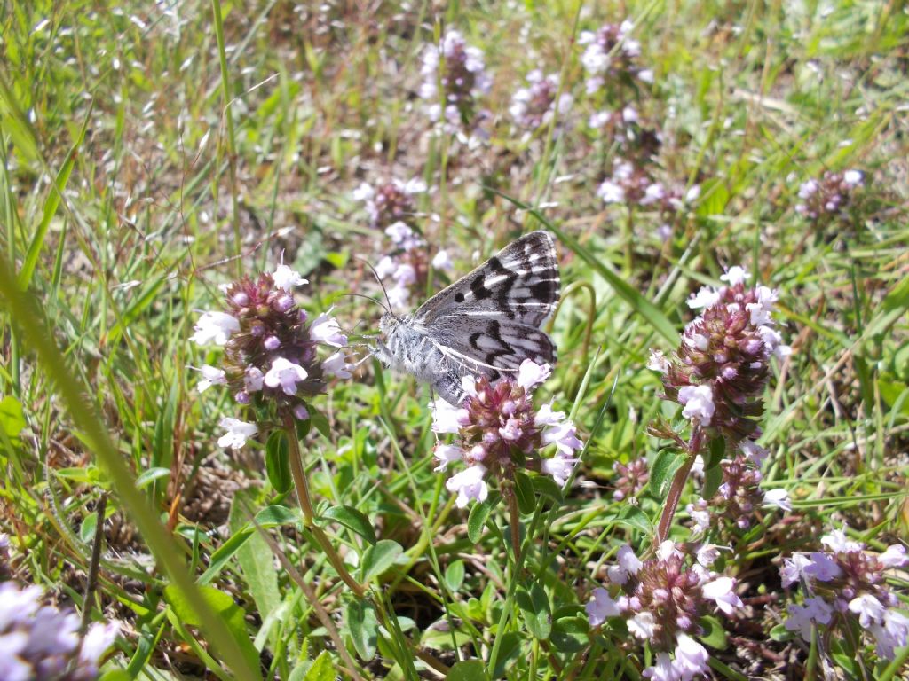 Falena similfarfalla - Euclidia (Callistege) mi - Erebidae